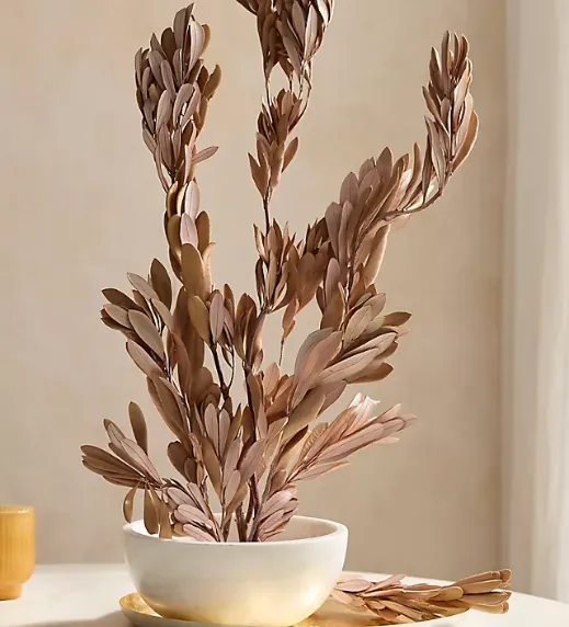 Dried Mealy Banksia Bunch